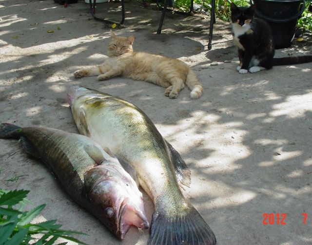 Кошки и рыбки:)_45