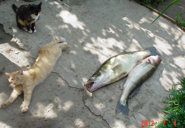 Кошки и рыбки:)_46
